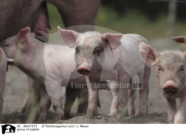 Gruppe Ferkel / group of piglets / JM-01573