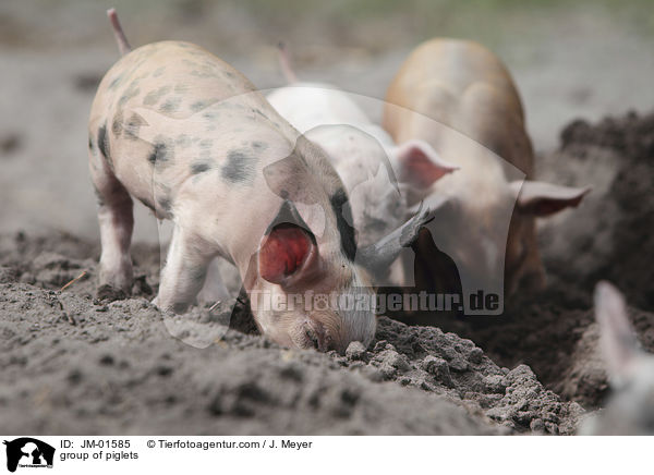 Gruppe Ferkel / group of piglets / JM-01585