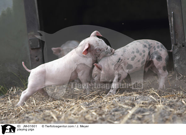 spielende Schweine / playing pigs / JM-01601