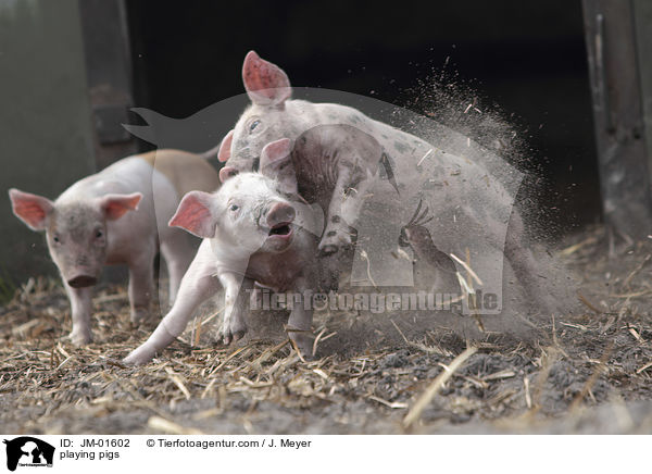 spielende Schweine / playing pigs / JM-01602