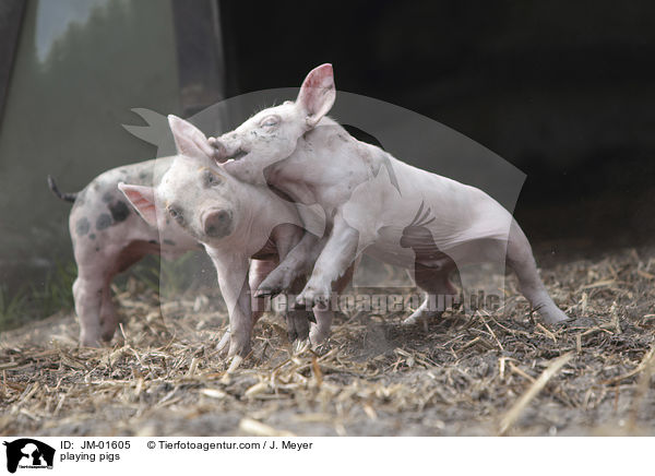 spielende Schweine / playing pigs / JM-01605