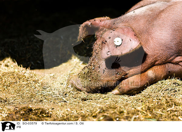 Schwein / pig / SO-03579