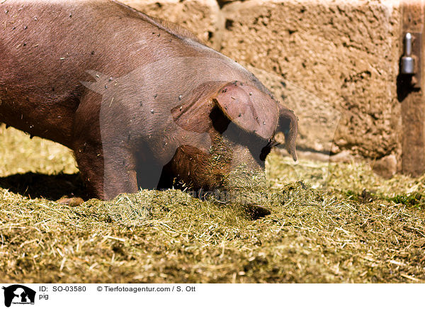 Schwein / pig / SO-03580