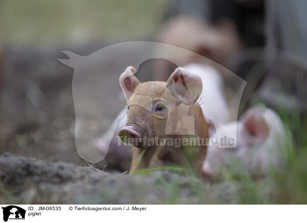 Ferkel / piglet / JM-06535