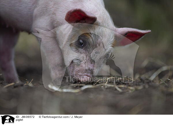 Ferkel / piglet / JM-06572