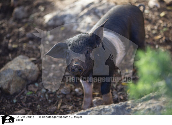 Ferkel / piglet / JM-06816