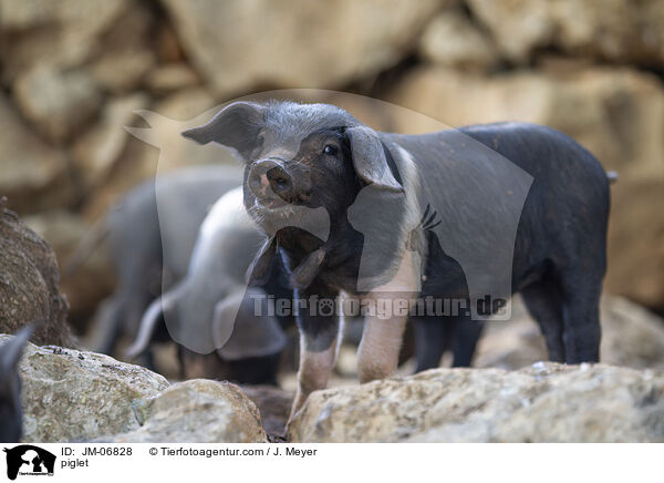 Ferkel / piglet / JM-06828