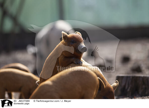 Hausschweine / domestic pigs / JM-07986