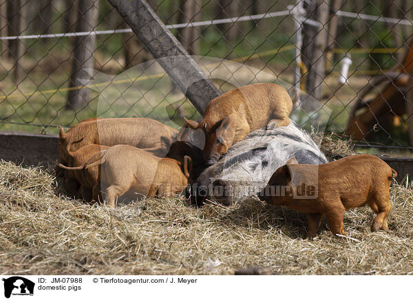 Hausschweine / domestic pigs / JM-07988