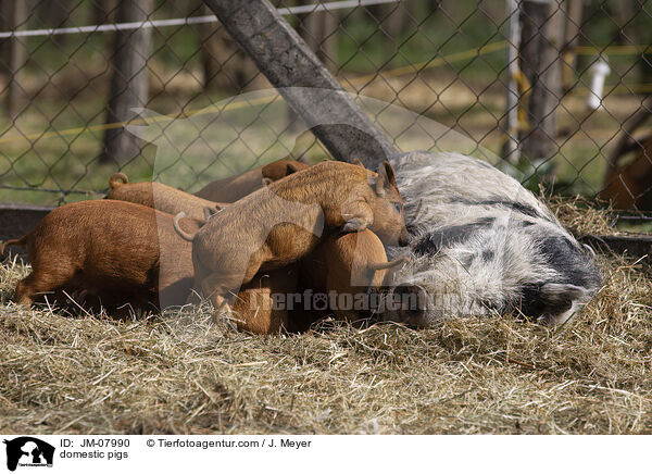 Hausschweine / domestic pigs / JM-07990