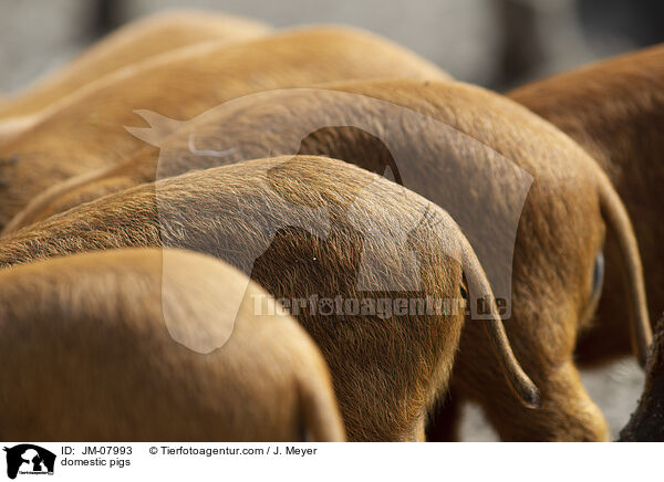 Hausschweine / domestic pigs / JM-07993
