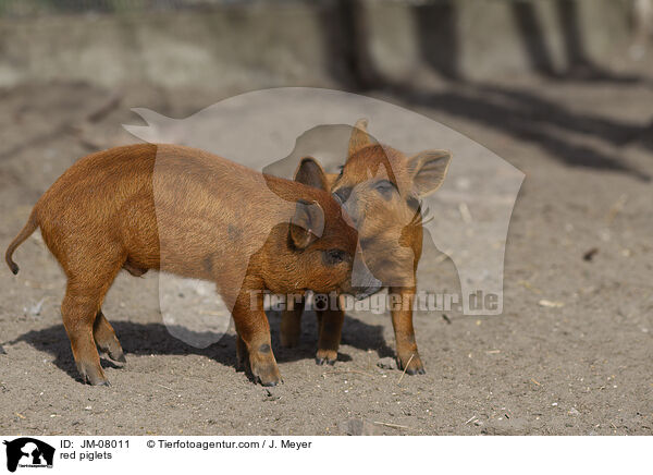 rote Ferkel / red piglets / JM-08011