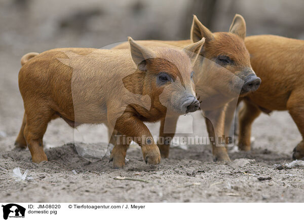 Hausschwein / domestic pig / JM-08020