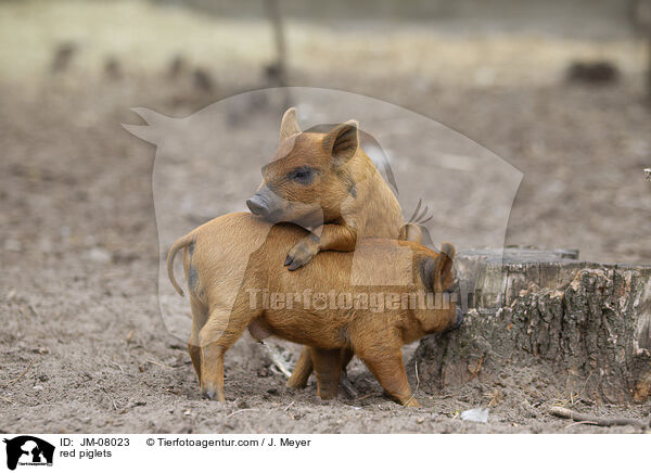 rote Ferkel / red piglets / JM-08023
