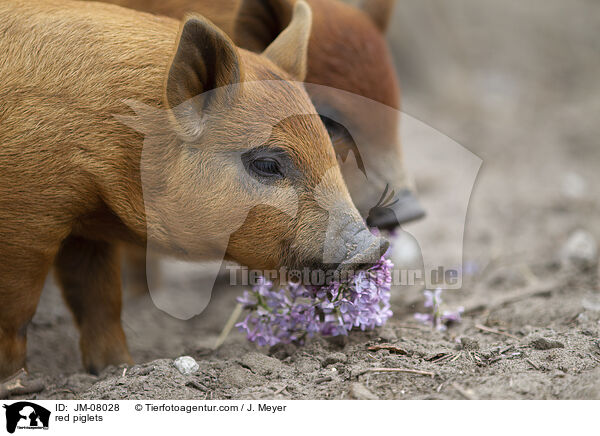 rote Ferkel / red piglets / JM-08028