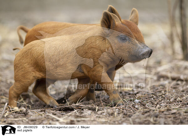 rote Ferkel / red piglets / JM-08029