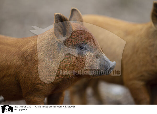 rote Ferkel / red piglets / JM-08032