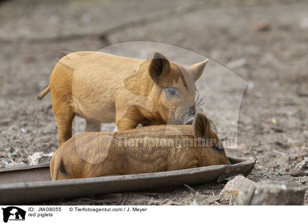 rote Ferkel / red piglets / JM-08055