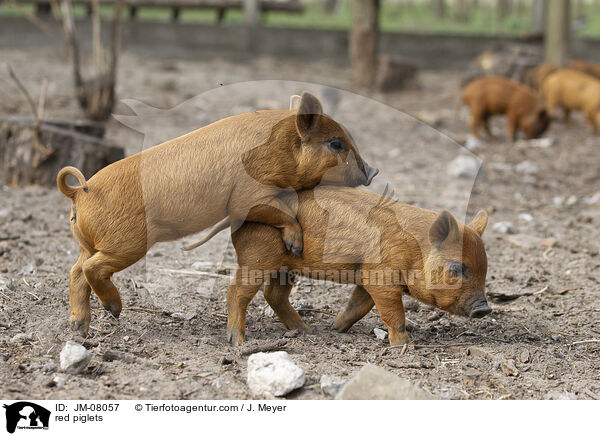 rote Ferkel / red piglets / JM-08057