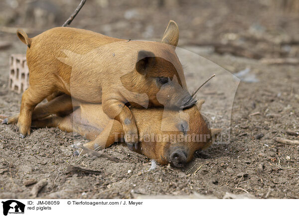 rote Ferkel / red piglets / JM-08059