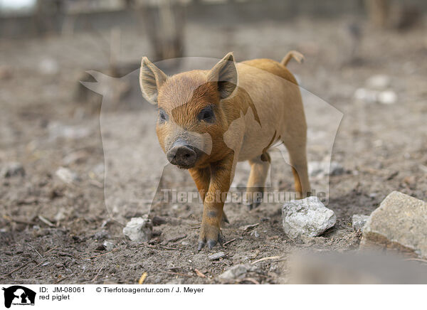 rotes Ferkel / red piglet / JM-08061