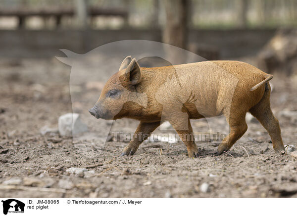 rotes Ferkel / red piglet / JM-08065