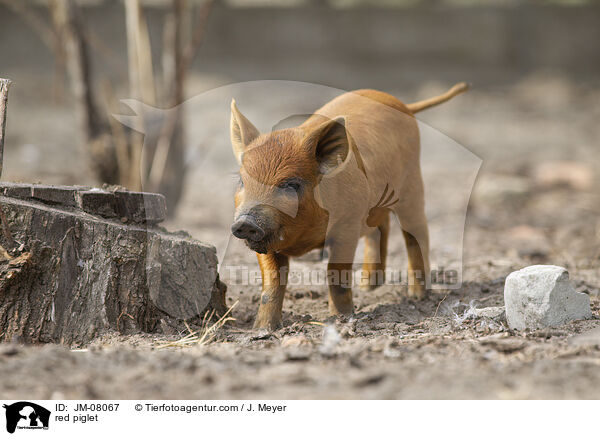 rotes Ferkel / red piglet / JM-08067