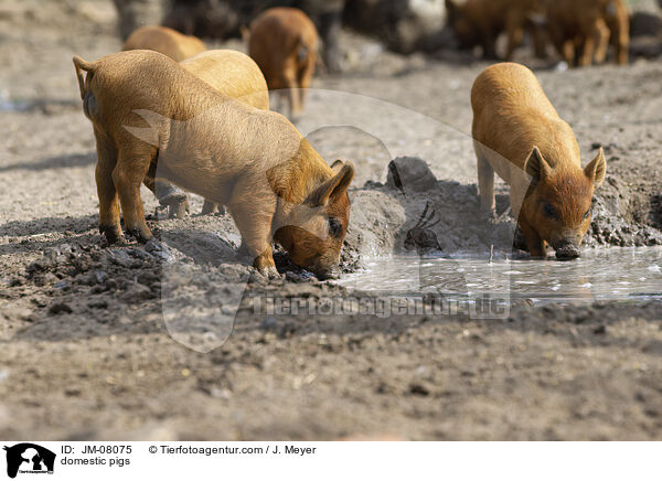 Hausschweine / domestic pigs / JM-08075