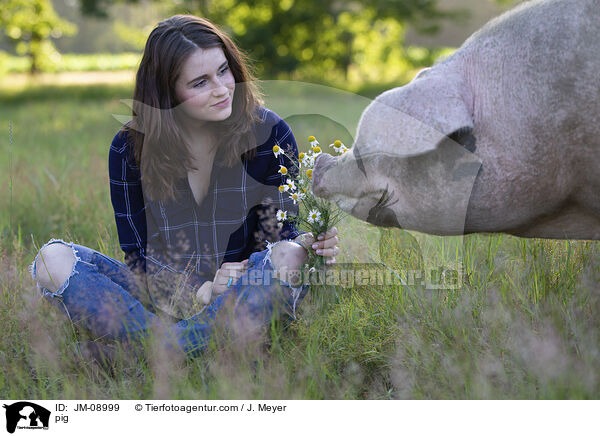 Schwein / pig / JM-08999