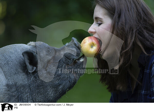 Schwein / pig / JM-09004
