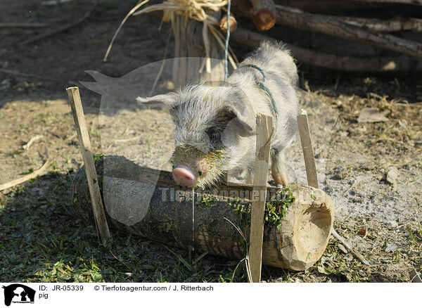 Schwein / pig / JR-05339
