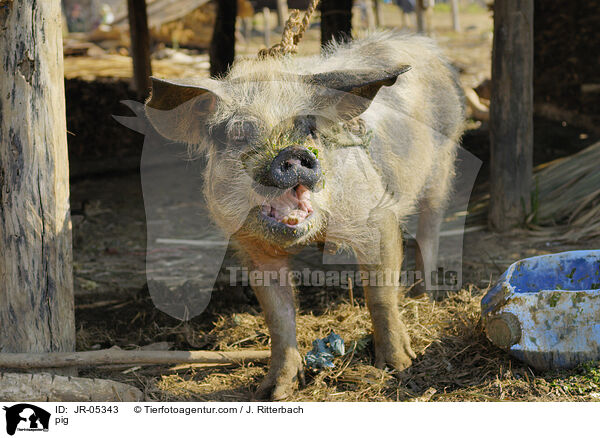Schwein / pig / JR-05343