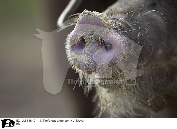 Schwein / pig / JM-13849