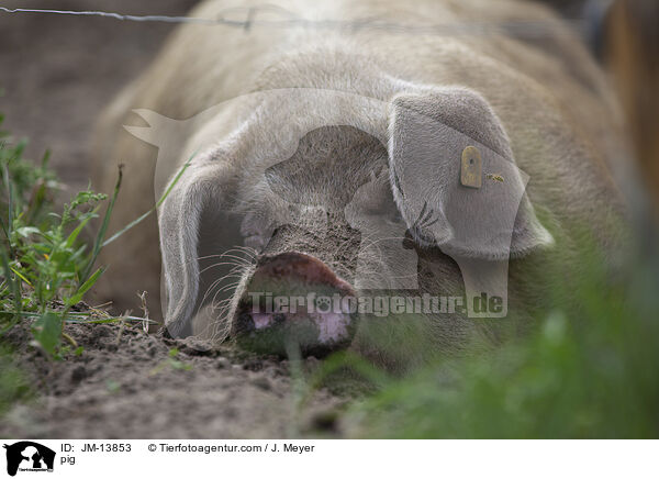 Schwein / pig / JM-13853