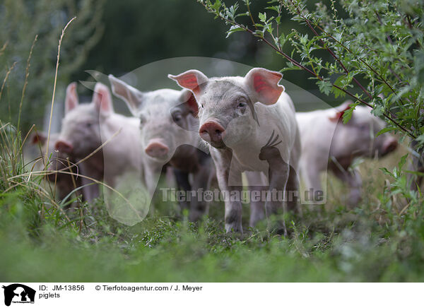 Ferkel / piglets / JM-13856