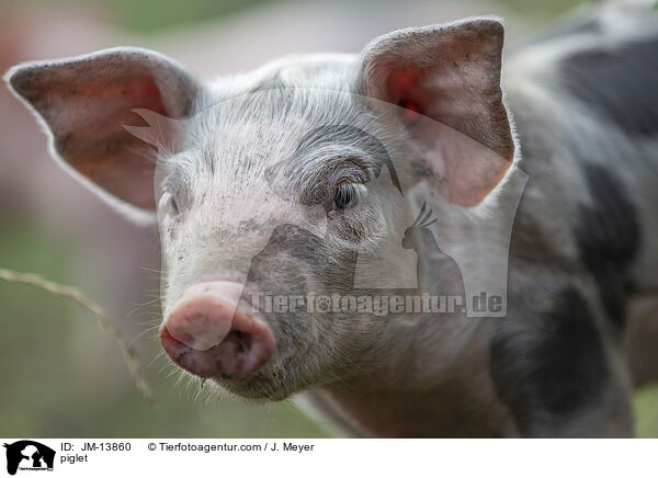 Ferkel / piglet / JM-13860