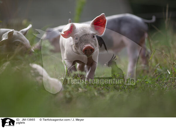 Ferkel / piglets / JM-13865