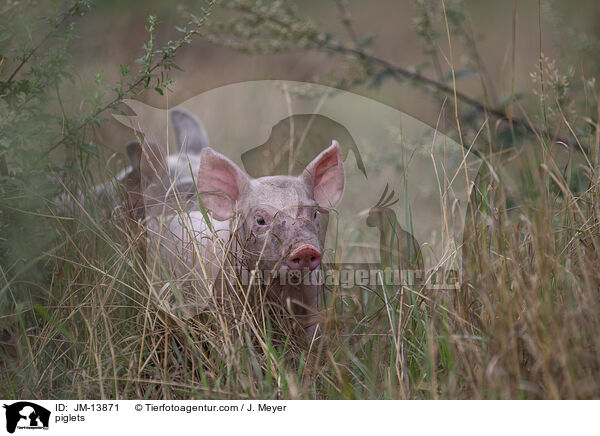 Ferkel / piglets / JM-13871