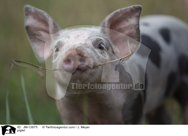 Ferkel / piglet / JM-13875