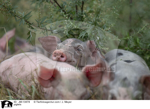 Ferkel / piglets / JM-13878
