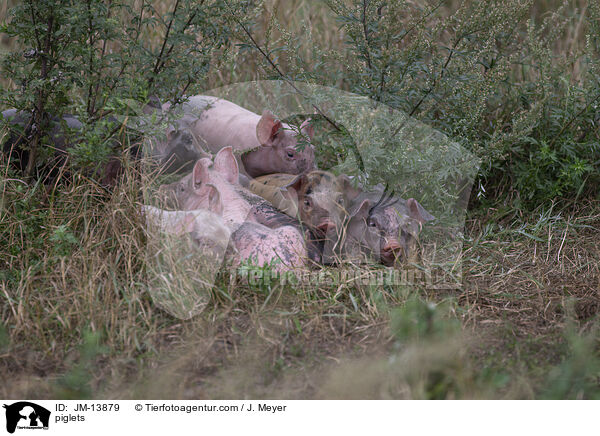 Ferkel / piglets / JM-13879