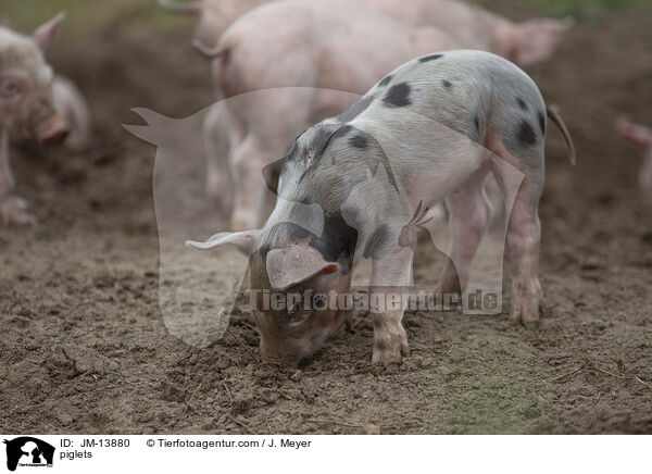 Ferkel / piglets / JM-13880