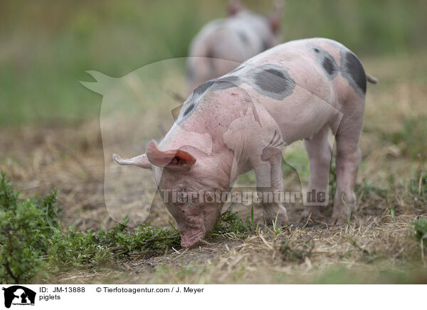 Ferkel / piglets / JM-13888