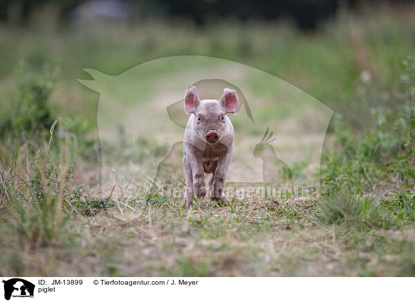 Ferkel / piglet / JM-13899