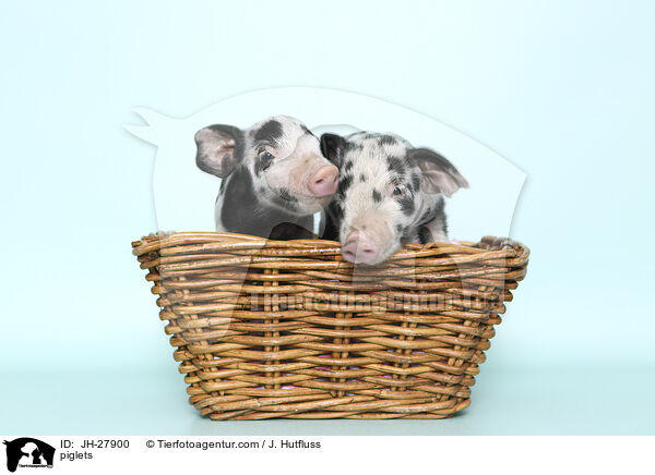 Ferkel / piglets / JH-27900