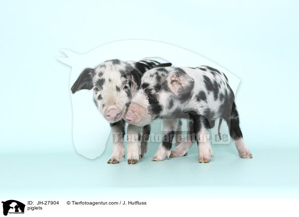 Ferkel / piglets / JH-27904