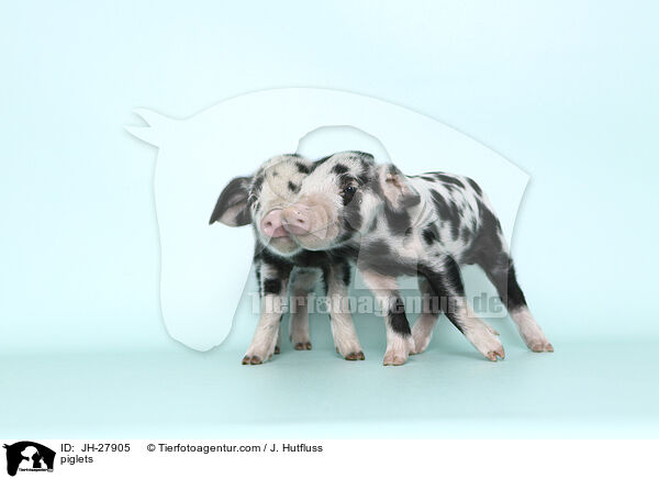 Ferkel / piglets / JH-27905
