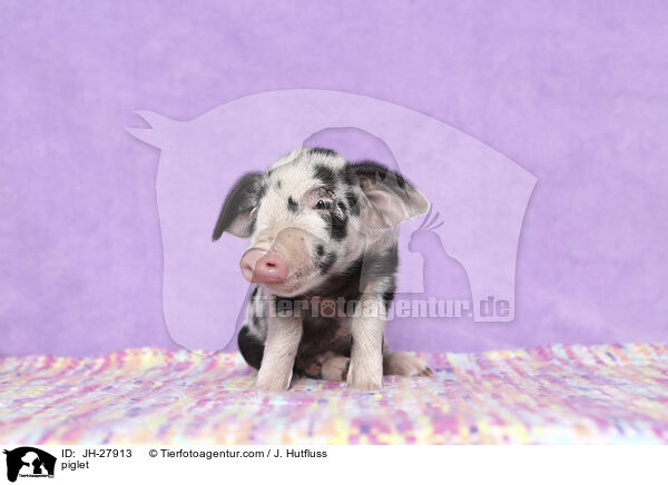 Ferkel / piglet / JH-27913