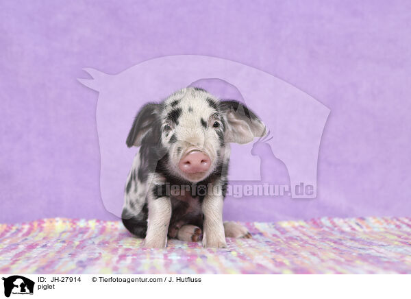 Ferkel / piglet / JH-27914