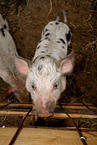piglet